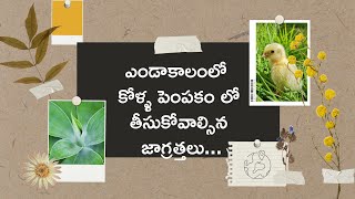 ఎండాకాలం లో కోళ్ళ విషయంలో తీసుకోవాల్సిన జాగ్రత్తలు..