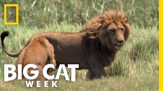 Cause an Uproar - Lions | Big Cat Week