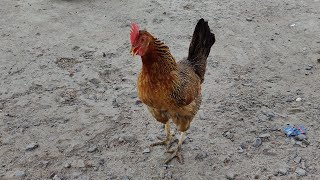 Chicken Sound || मुर्गी की आवाज || Bird Sound || Animal Sound || Animal Sound For Kids ||