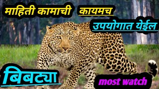 बिबट्या बद्दल संपूर्ण माहिती | A -Z information about leopard | #leopardanimal || Arun Barde Vlog