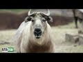 takin animal documentry bhutan national animal the animal adventure