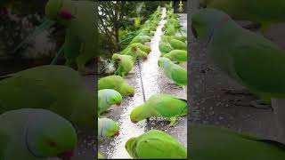 How to attract Parrots to your balcony #shorts #viralvideo