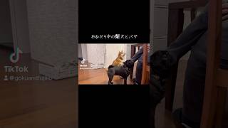 おねだり中の柴犬とパグ　#shiba #柴犬 #パグ #pug #面白い犬 #おねだり