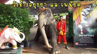 ช้างน่ารัก ที่ วังช้างอยุธยา แล เพนียด (Wang Chang Ayuttaya) Thai Elephant #Nok Nok Online