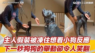 主人假裝被凍住想看小狗反應　下一秒狗狗的舉動卻令人笑翻｜三立新聞網 SETN.com