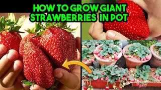 How To Grow Huge Strawberries In Pot | From Seed to Harvest | Amazing Strawberry Cultivation Method