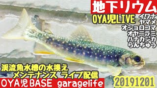 【OYA児LIVE／地下リウム 】日本淡水渓流魚の餌やり \u0026 水換えメンテナンス／アクアリウム、アクアライフ、ヤマメ、イワナ、オショロコマ、赤虫、イクラ、OYA児BASE、20191201