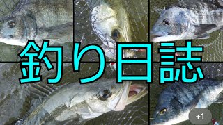 釣り日誌　バラシ連発　チヌ3匹、シーバス2匹