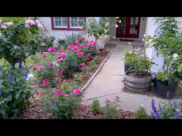 Backyard Rose Garden 源 源rose Garden Tour Its A Paradise