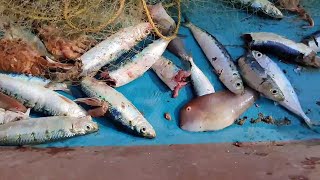 கடலில் கிடைக்கும் அறிய வகை சங்குகள்  || sea conch and fish