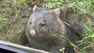 【wombat】ウォンバットのユキちゃん穴から出てきてむしゃむしゃ(五月山動物園)