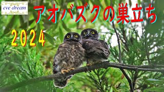 アオバズクの巣立ち　２０２４