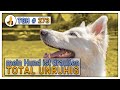 Unruhige Hunde - Wie damit umgehen? Tipps vom Hundetrainer - 🐕 - TGH 273