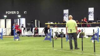 Cinke on Amadeus Agility Worldcup 2014 Jumping 2, 5th place