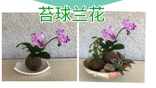 兰花 - 尝试制作苔球兰花 Orchids grown in Moss Balls