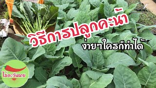 วิธีปลูกผักคะน้า สวนผักไทยในญี่ปุ่น 2018.03.02