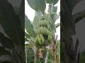 Inti Perawatan Pisang Cepat Panen #pisang #shorts #fyp #youtube