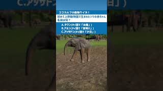 【動物クイズ！ゾウ編 from動物園建築のプラネットズー(第6問) #Shorts 】