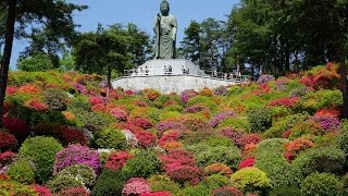 青梅　塩船観音寺つつじまつり 2017年5月２日