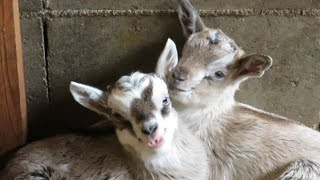 The ruminant baby goat is cute.