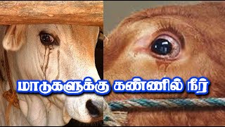 மாடுகளுக்கு கண்ணில் ஏற்படும் பிரச்சனைகள் ... அதனை சரிசெய்யும் வழிமுறைகள் ... Tamilan Trending