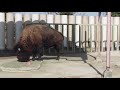 アメリカバイソン american bison 【東武動物公園 】『埼玉 観光』