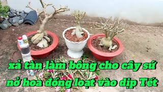 xả tàn làm bông cho cây sứ bón phân nở hoa đồng loạt vào dịp Tết