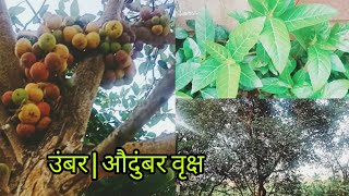 उंबर|औदुंबर|उंबर झाडाची माहिती|Audumber|Umber #tree#औदुंबर #वृक्ष#Information