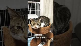 鎌倉猫ちゃんに再会しました　😸🐈