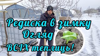 Редиска в зимку. ДОНАР F1 syngenta.