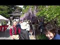 武蔵寺　藤供養「筑紫野市祭二日市温泉藤まつり２０１５」