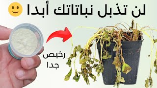 أرخص حل لتجنب الحشرات و فطريات النباتات و حماية النبات بأقل تكلفة. الكبريت