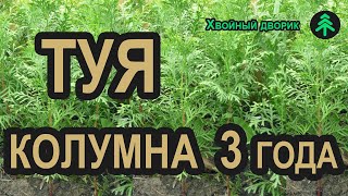 Сеянцы туи Колумна 3-х летка. Туя колоновидная Колумна в питомнике \