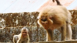 Rainbow cries after see big wild monkey, Rose, a hearted mother, run to protect