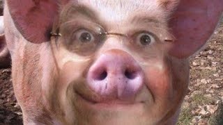 Когда понял что свиньи обладают миром.