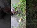 Amazing village Fishing videos #fish #fishing ##shorts #foryou #viral #trending