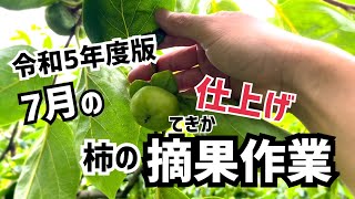 令和5年7月　柿の【摘果作業】について