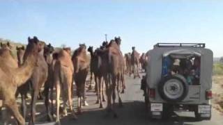 Camel Traffic in Rajasthan