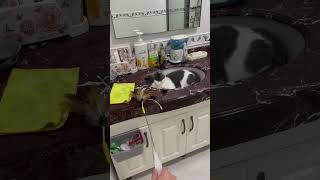 喜欢逗猫棒的小猫咪play with cute cat #猫 #野猫三剑客 #cat #猫咪 #catvideos #catlover #catteaser #cutecat #pets #pet