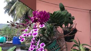 Orchid plants 🌱🌿\u0026 Flowers 💐🌹🌹🌹❤️❤️❤️