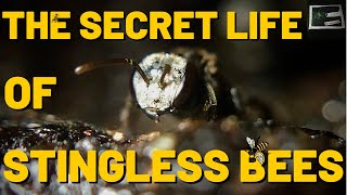 The Secret Life of Stingless Bees