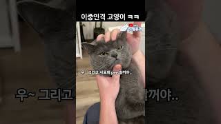 이중인격 고양이 ㅋㅋㅋㅋㅋ