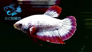 8/28【DC短鯛坊】雙色PK公鬥魚（PK Betta）No.S121【ShowBetta】​⁠​⁠@dcasfish