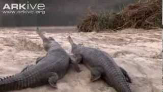 Gharials in water climbing on to sandbanks to lay eggs