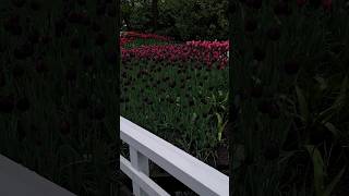 🥀💓 #flowers #tulips #romantic #aesthetic #nature #beautiful #peaceful #coquette #garden #keukenhof