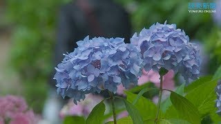 アジサイが見頃…大阪・長居植物園