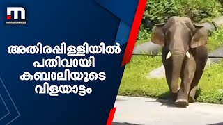 അതിരപ്പിള്ളിയിൽ പതിവായി കബാലിയുടെ വിളയാട്ടം; ഒറ്റയാന്റെ ആക്രമണത്തിൽ പൊറുതിമുട്ടി ജനങ്ങൾ