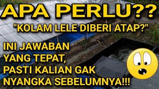 BUDIDAYA LELE APA PERLU ATAP?