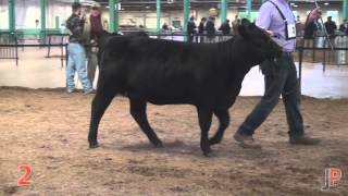 2014 KILE Angus Heifer Class