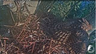 Vistu vanags Latvia Northern goshawk 2017-07-13 prey / young one 6:42